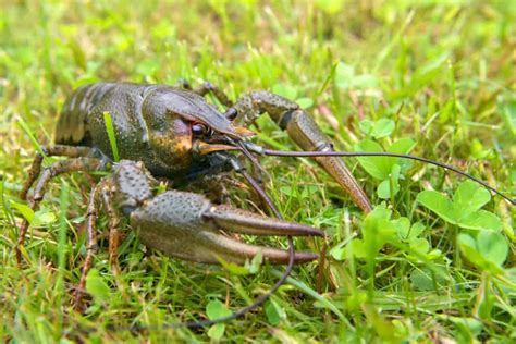 A wild electric blue crayfish consumes approximately 20% of its body weight per day. Crayfish can occasionally eat frozen aquarium foods such as daphnia, bloodworms, and brine shrimp. crayfish should not be fed raw shrimp or live meat. Crays can be fatal to shrimp if they are contaminated with diseases.